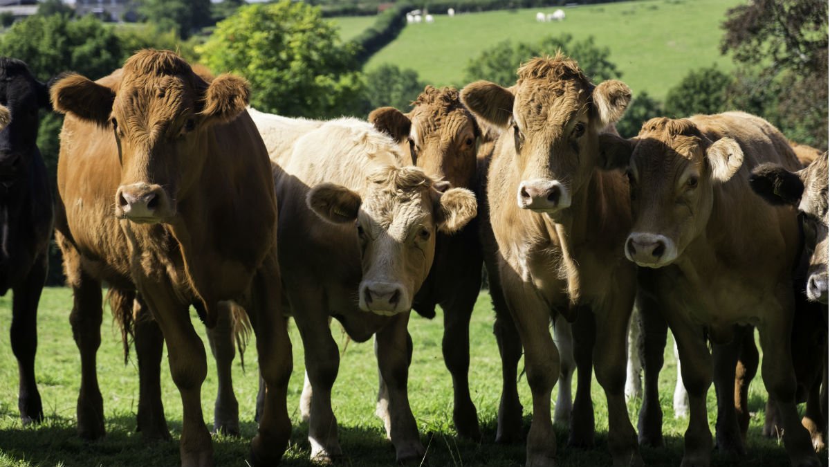 new-vaccine-could-stop-the-spread-of-bovine-tb-university-of-surrey